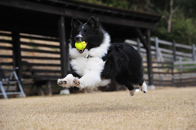 Hund hat Ball im Maul Hund beim Ball spielen