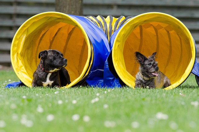 Hunde beim Hundesport Zwei Hunde im Tunnel