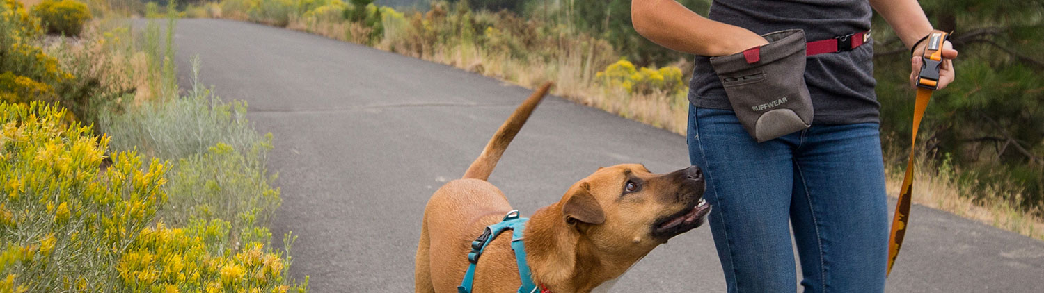 Leckerlibeutel Hund bekommt Leckerli aus Beutel