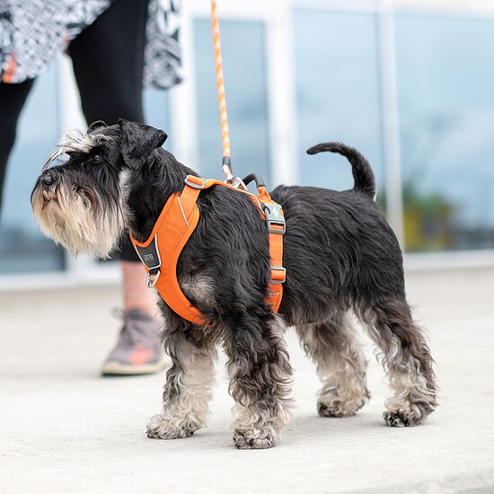 Bild 2 - Comfort Walk Pro Harness Orange Sun