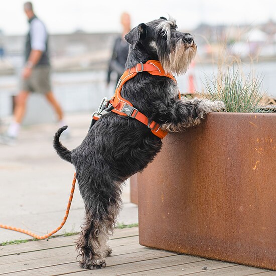 Bild 7 - Comfort Walk Pro Harness Orange Sun