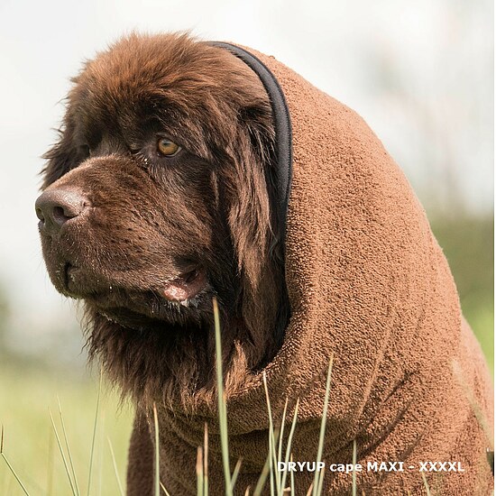 Bild 3 - Hundemantel Dryup Cape Big braun