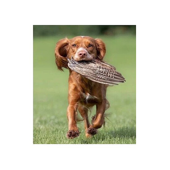 Bild 2 - Fasanenfl�gel Henne f�r Jagdhundeausbildung & Federwildgew�hnung