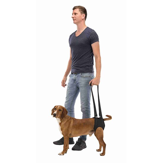 Bild 2 - Gehhilfe f�r Hunde