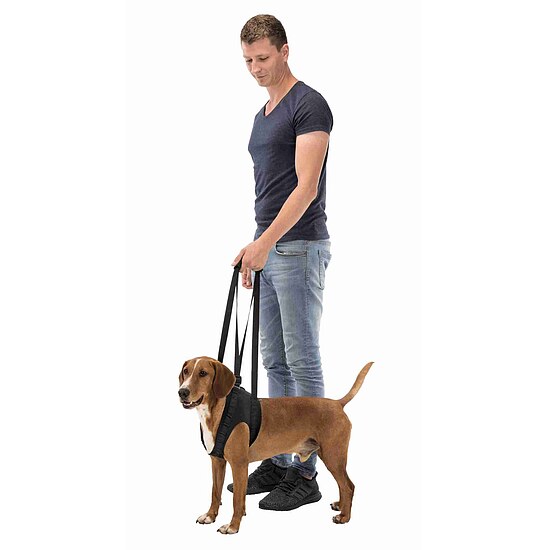 Bild 3 - Gehhilfe f�r Hunde