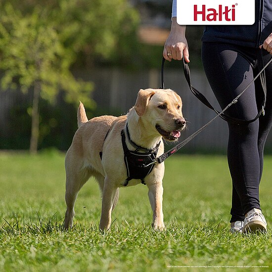 Bild 7 - Dr. Mugford Halti No Pull Harness Hundegeschirr