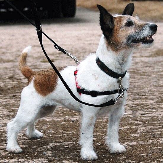 Bild 2 - Dr. Mugford Halti Harness Hundegeschirr