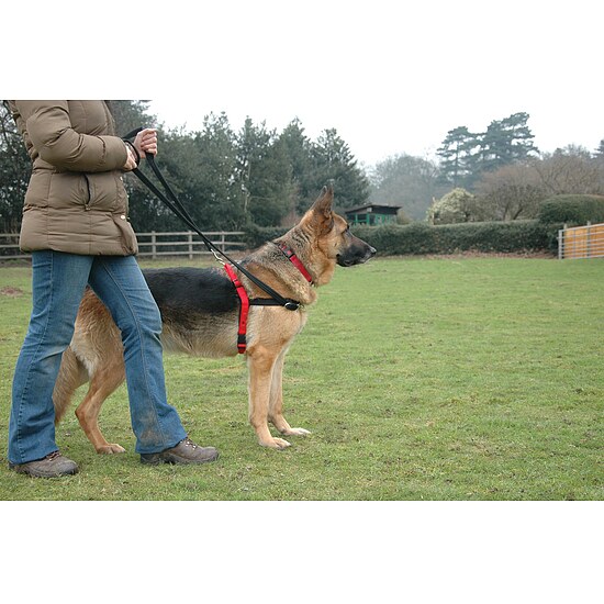 Bild 6 - Dr. Mugford Halti Harness Hundegeschirr