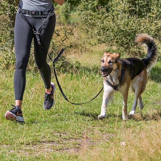 Bild 3 - Jogginggurt mit Expander und Leine für Hunde