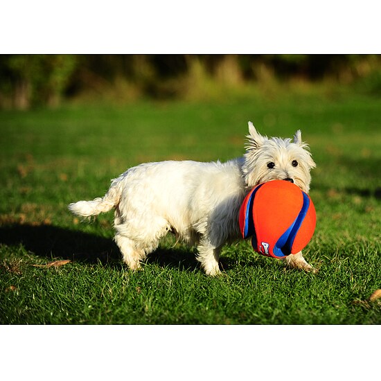 Bild 2 - Chuckit Kick Fetch Ball