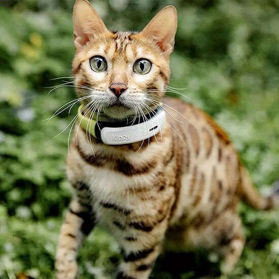 Bild 3 - Kippy CAT GPS Tracker f�r Katzen