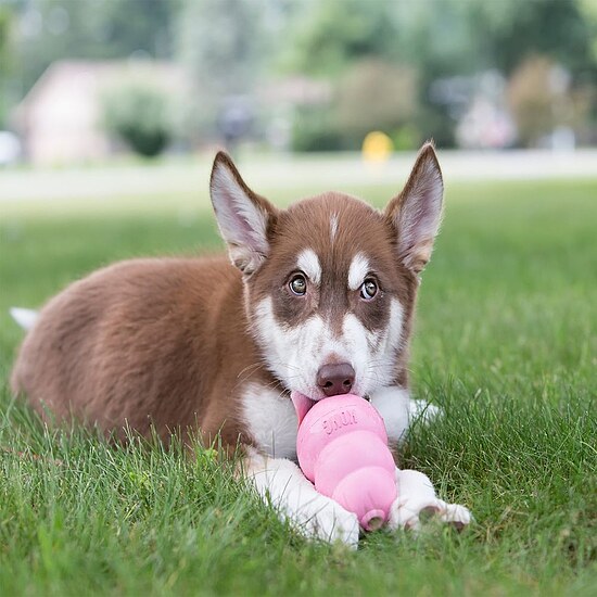 Bild 2 - KONG Puppy