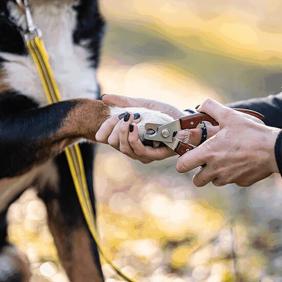 Bild 2 - Krallenzange mit Holzgriff für Hunde
