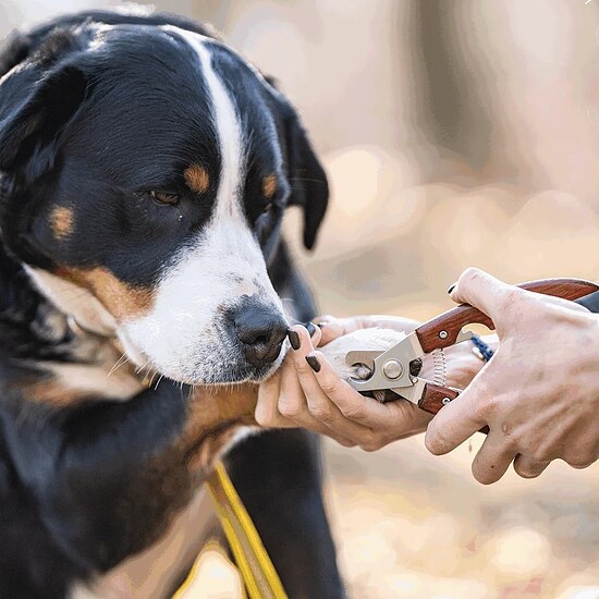 Bild 3 - Krallenzange mit Holzgriff für Hunde
