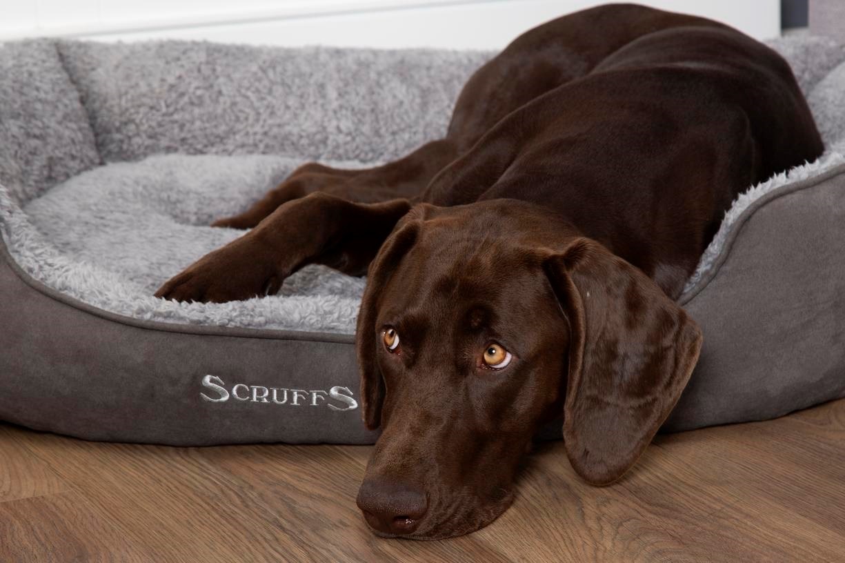 fahrradanhänger kleine hunde Hamax Pluto M Fahrradanhänger für Hunde – Grundtner main image 0