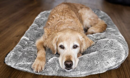 das beste hunde nassfutter Dogs'n Tiger Hunde Nassfutter zum Kennenlernpreis main image 1