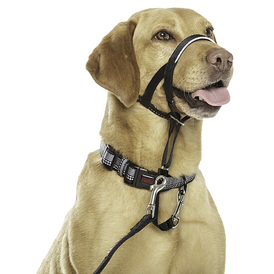 Bild 1 - Dr. Mugford Halti Headcollar schwarz