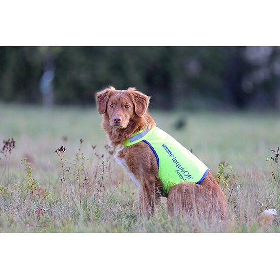 Bild 1 - ProDen Sicherheitsweste f�r Hunde