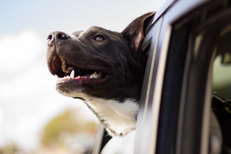 Hund schaut zum Fenster vom Auto raus