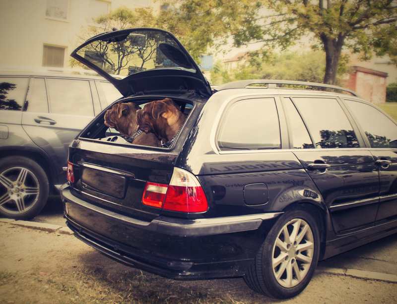 Hund sitzt im offenen Kofferraum